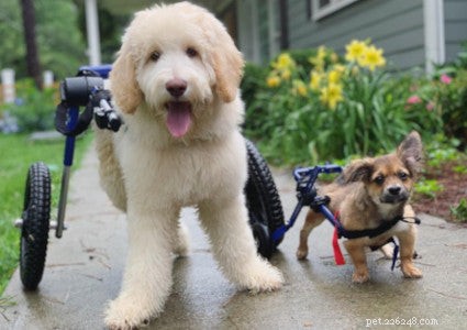 7 Major Reasons Your Dog’s Hind Legs Suddenly Weaken