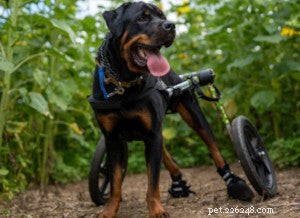7 Major Reasons Your Dog’s Hind Legs Suddenly Weaken
