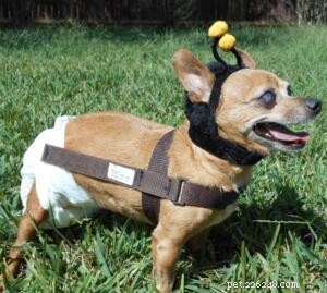 Special Animals Rescued from Texas Rescue Ranch