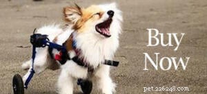 Inside the Northeast Papillon & Pomeranian Rescue: A Conversation with Kelly Arsenault