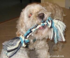 5 Essential Questions to Ask Before Adopting a Disabled Dog