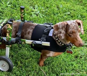 5 Essential Questions to Ask Before Adopting a Disabled Dog