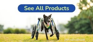 5 Essential Questions to Ask Before Adopting a Disabled Dog
