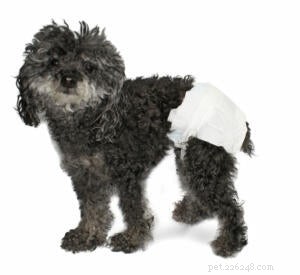 Dog Diapers: A Reliable Solution for Accidents & Incontinence