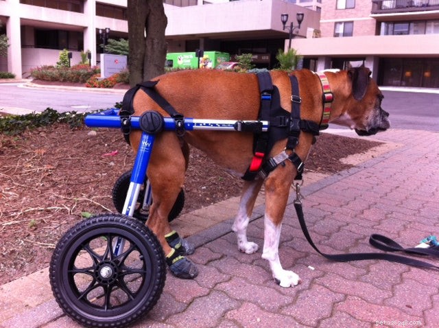 Boags Successfully Adapts to Walkin  Wheels, Thanks to Trial Extension