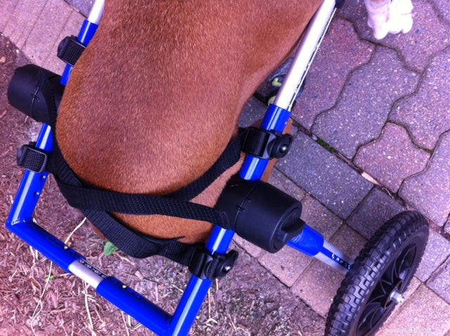 Boags Successfully Adapts to Walkin  Wheels, Thanks to Trial Extension