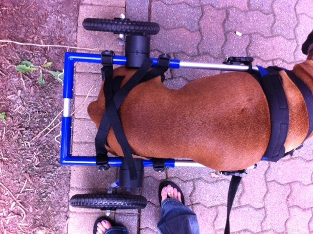 Boags Successfully Adapts to Walkin  Wheels, Thanks to Trial Extension
