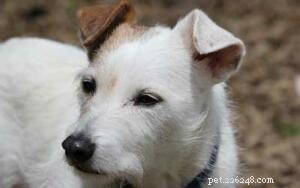 Inside the Life of a Dedicated Pet Rescuer