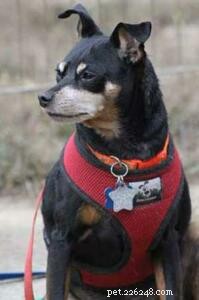 Inside the Life of a Dedicated Pet Rescuer