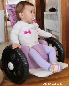 Baby in Bella s Bumbas Meets Wheelchair Dog – A Tale of Love and Resilience