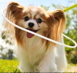 Choosing the Right Blind Dog Halo: Our Expert Recommendation