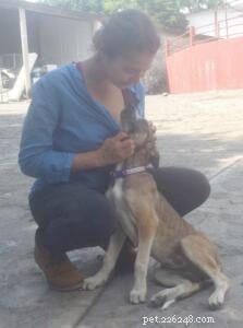 From Mexico to New Hampshire: Rescue Puppy Finds Loving Family