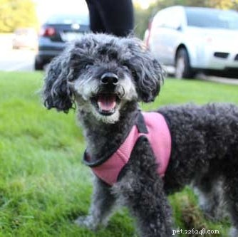 From Mexico to New Hampshire: Rescue Puppy Finds Loving Family