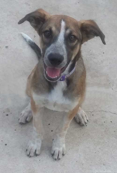 From Mexico to New Hampshire: Rescue Puppy Finds Loving Family