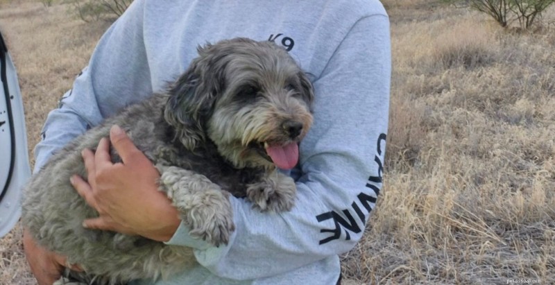 Heart‑warming Rescue: Dog Stays Beside Deceased Owner for Days in Arizona Wilderness