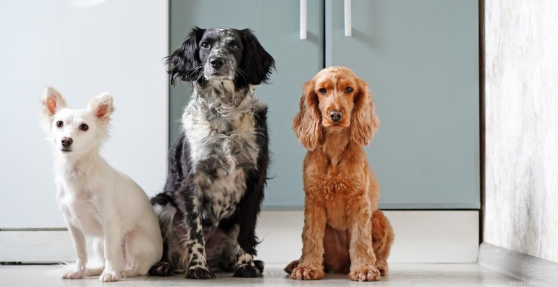 TV Star Daniel Henney Saves 67 Dogs from Cruel Meat Farm in South Korea