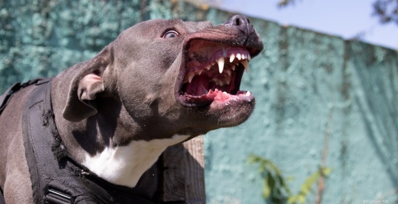 Severe Pit Bull Attack Leaves 76‑Year‑Old Woman with Jaw Injury in Houston Yard