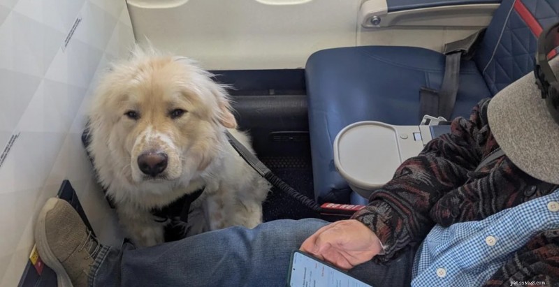 Delta Passenger Upset Over First-Class Seat Reassigned to Service Dog