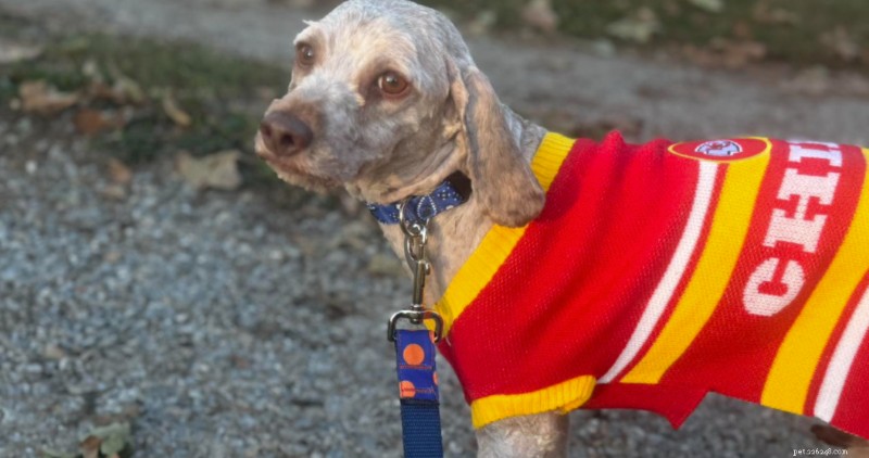 From Streets to Sweet Home: A Dog s 8-Month Rescue Transformation