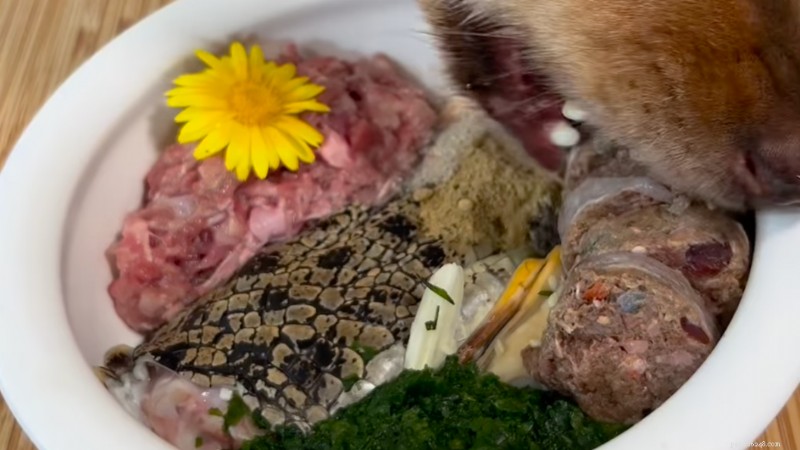 Why This Dog s Appetite Outshines Most Humans