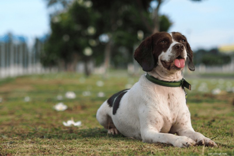 When Is It Too Hot for Your Dog to Stay Outside? Key Safety Tips