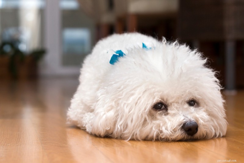 Top 12 Dog Breeds Prone to Separation Anxiety: What to Watch For