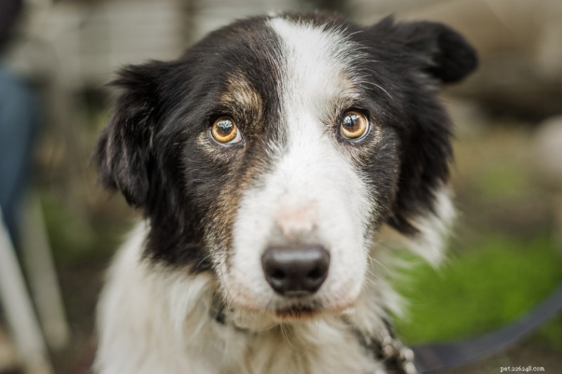 Top 12 Dog Breeds Prone to Separation Anxiety: What to Watch For