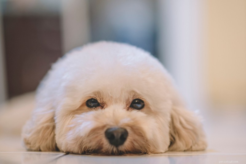 Top 12 Dog Breeds Prone to Separation Anxiety: What to Watch For