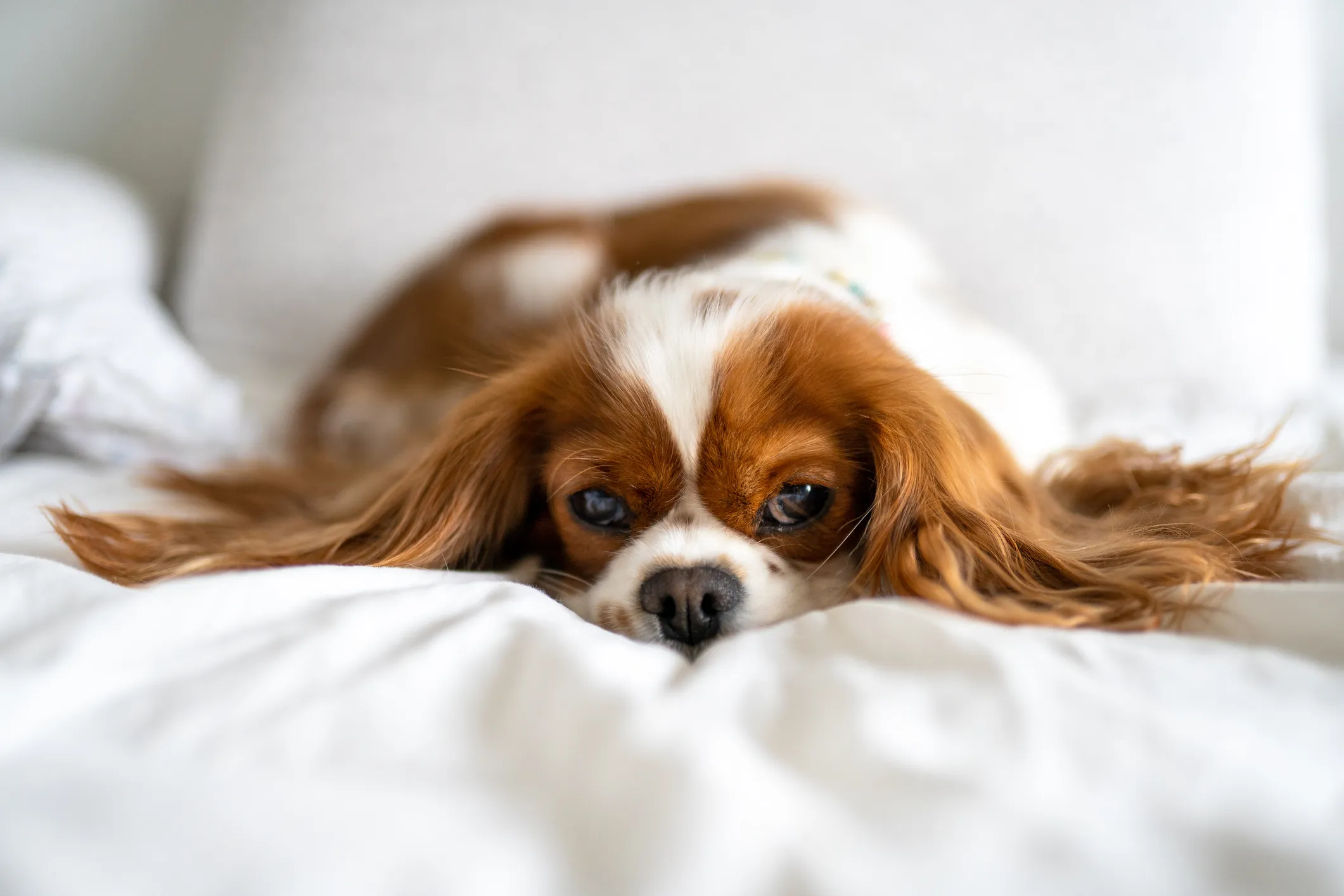 Top 12 Dog Breeds Prone to Separation Anxiety: What to Watch For