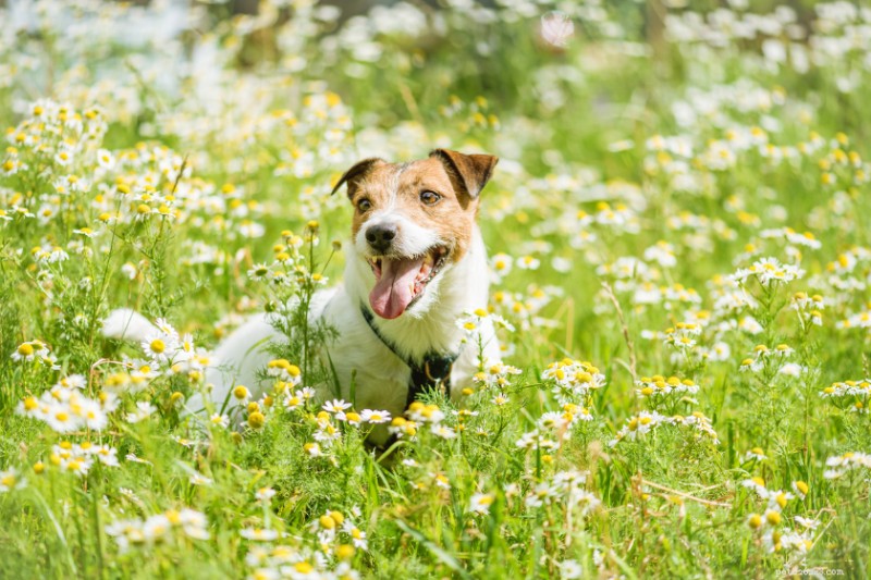 Expert Guide to Diagnosing and Treating Seasonal Allergies in Dogs