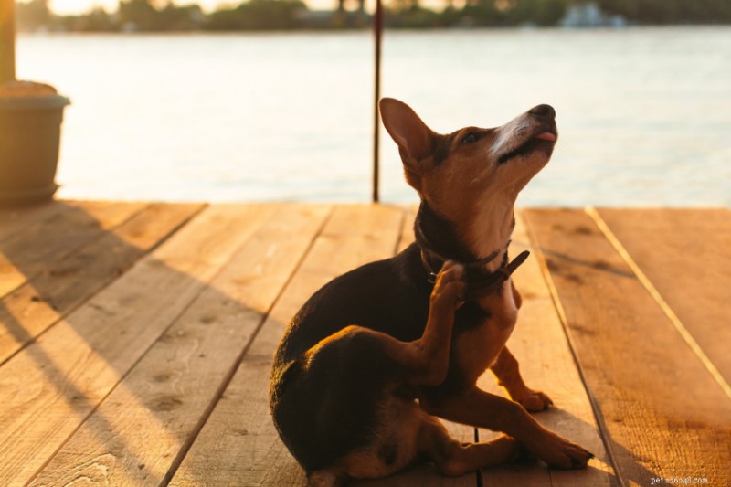 Expert Guide to Diagnosing and Treating Seasonal Allergies in Dogs