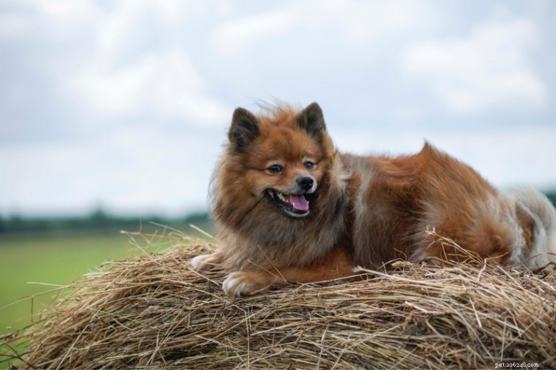 Expert Guide to Diagnosing and Treating Seasonal Allergies in Dogs