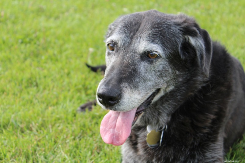 Why Dogs Pant: Beyond Cooling – A Comprehensive Guide