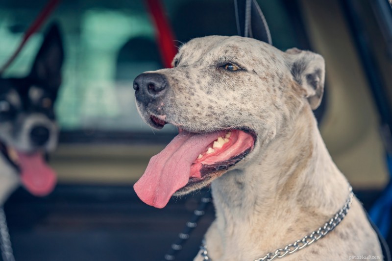 Why Dogs Pant: Beyond Cooling – A Comprehensive Guide