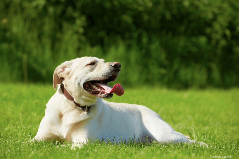 Top 10 Expert‑Backed Ways to Safely Exercise Your Dog in Hot Weather