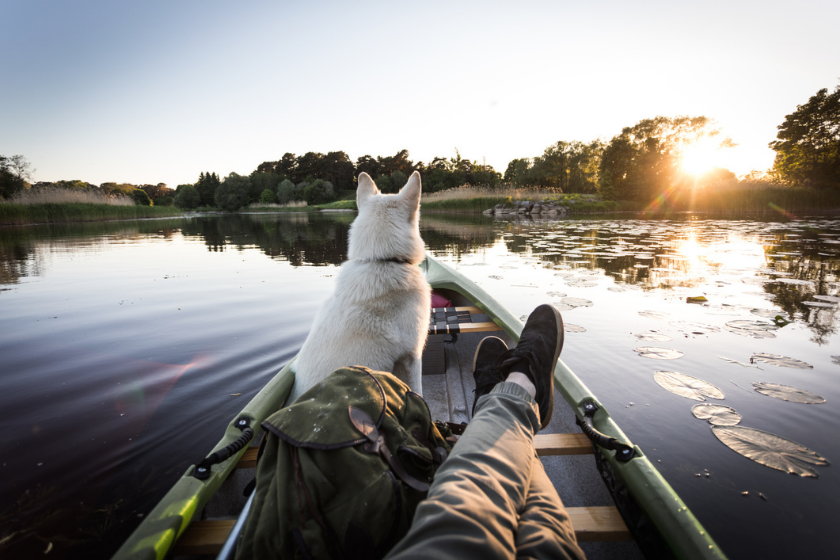 Dogs Can Get Sunburn: Expert Tips to Keep Your Pet Safe This Summer