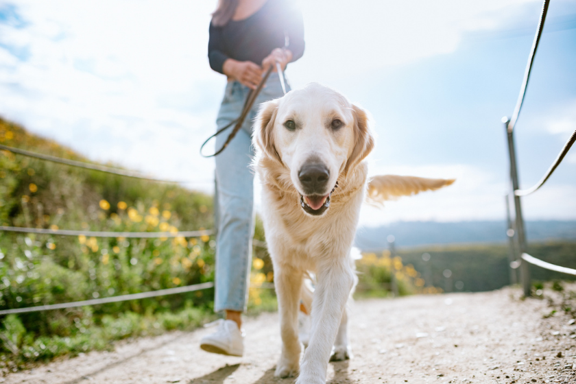 Dogs Can Get Sunburn: Expert Tips to Keep Your Pet Safe This Summer