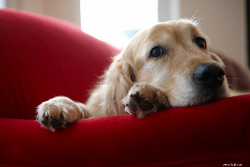 5 Key Indicators of Depression in Dogs