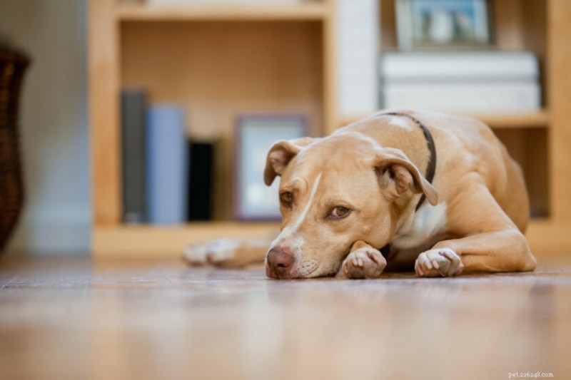 5 Key Indicators of Depression in Dogs