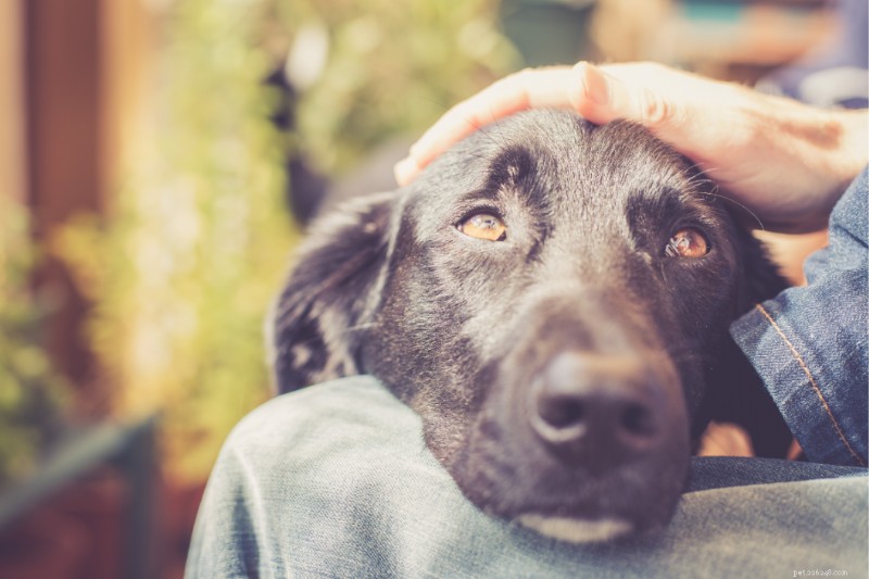 Head Pressing in Dogs: Recognizing the Signs to Protect Your Pet s Health