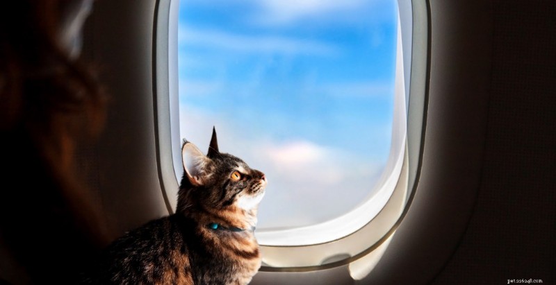 Mittens the Cat Endures Three Flights After Being Overlooked in Plane Cargo Hold