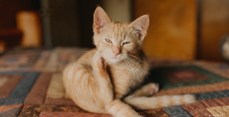 Cat Scratch Causes Fatal Blood Loss in Diabetic Man