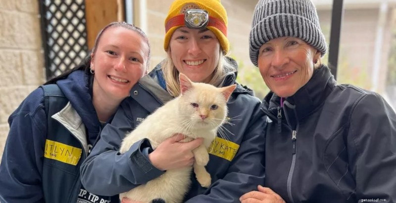Cat Survives Hurricane Helene Floods, Escapes Thanks to Quick Reflexes and Hidden Well