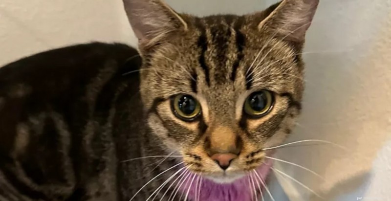 Washington Woman Arrested After Alleged Cat Strangulation Incident