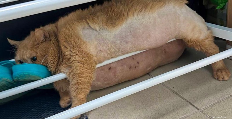 Viral Rescue Cat Crumbs Trapped While Trying to Escape Diet Center