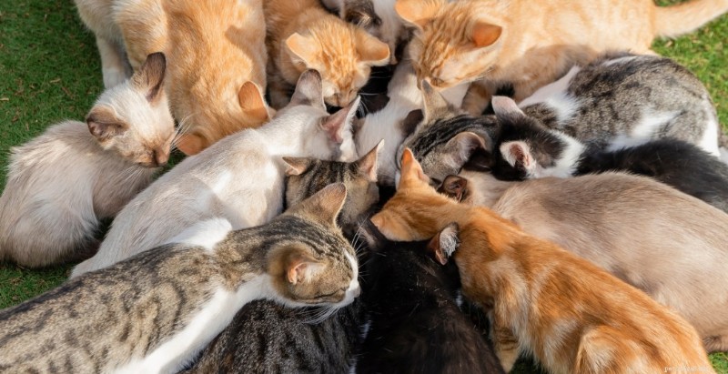 New York’s 100-Year-Old Cat Colony Faces Extinction Amid Willets Point Redevelopment
