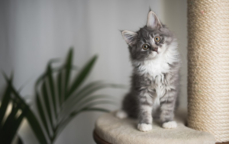 Top 10 Fluffy Cat Breeds for Cuddling Comfort