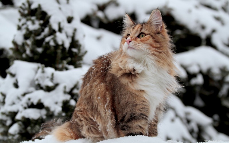 Top 10 Fluffy Cat Breeds for Cuddling Comfort
