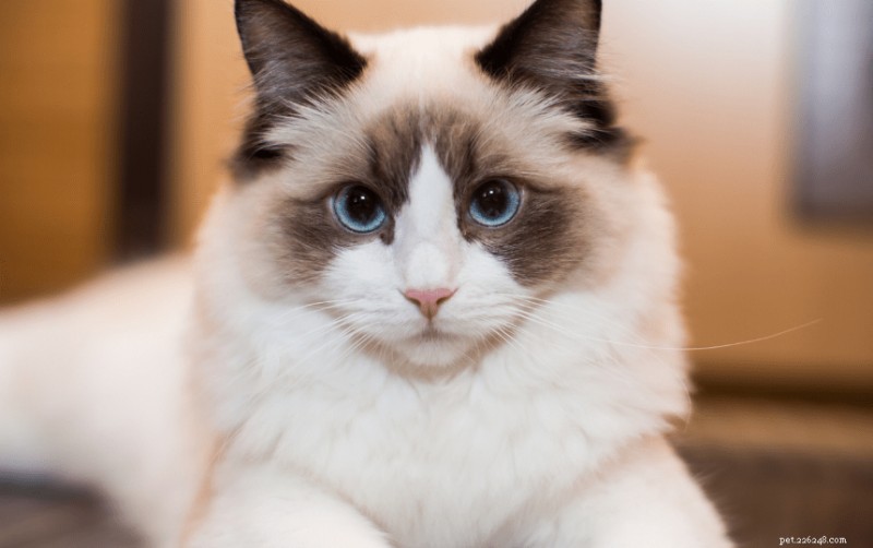 Top 10 Fluffy Cat Breeds for Cuddling Comfort