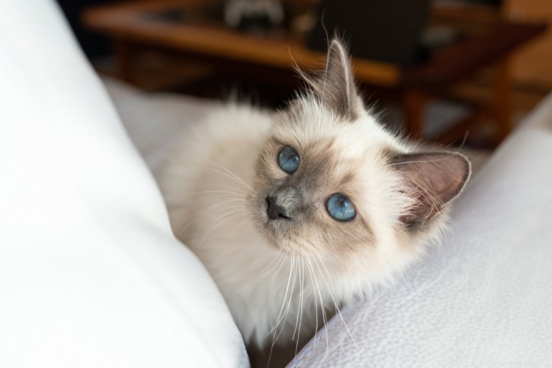 Top 10 Fluffy Cat Breeds for Cuddling Comfort